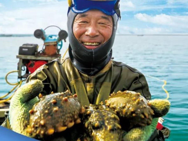 海参行业安全典范丨彩运网(中国)官方网站海参连续14年获得国家有机认证